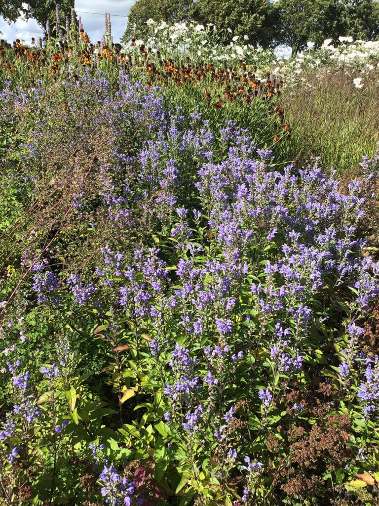Salvia Oudolf borders