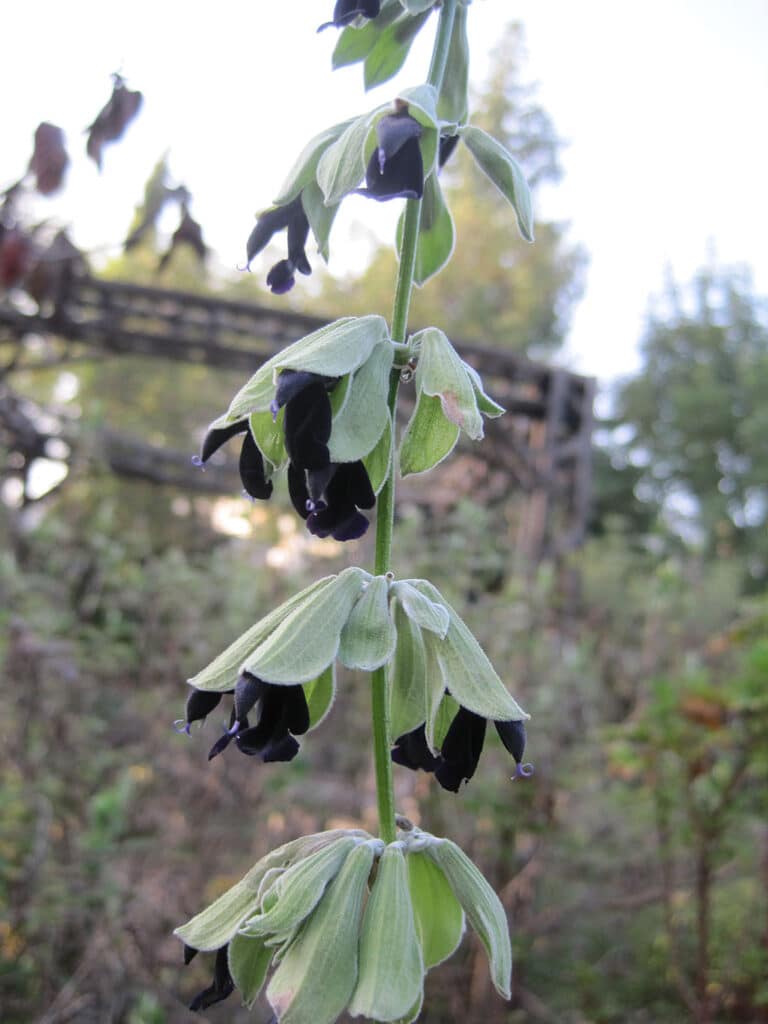 Salvia discolor