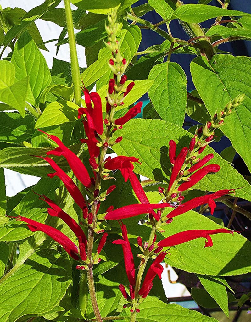 Salvia elegans
