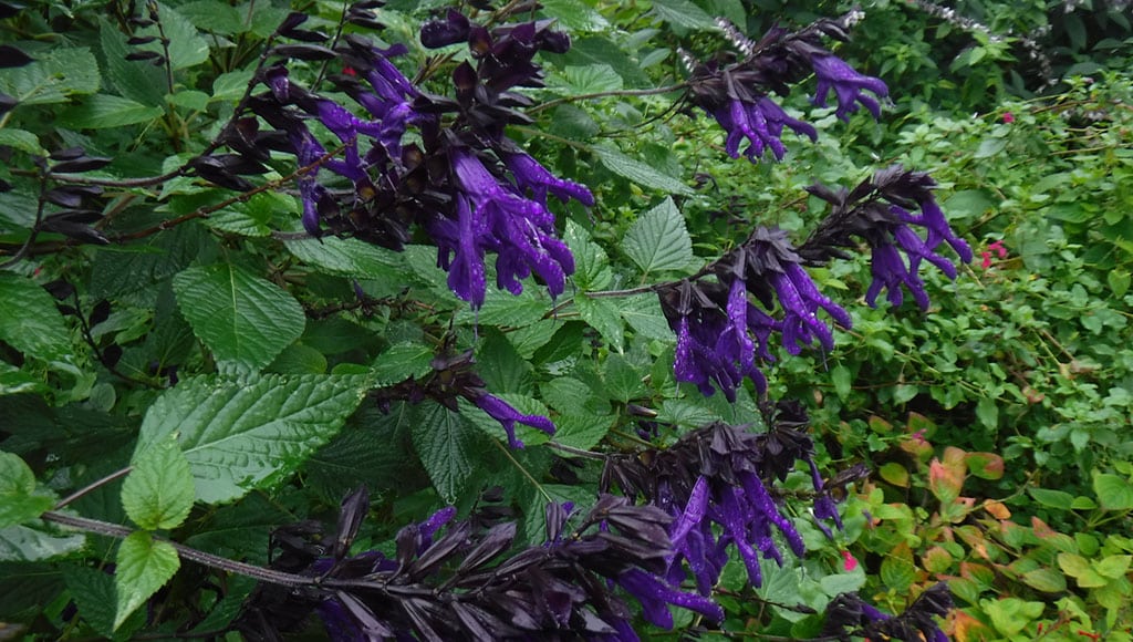 Salvia guaranitica