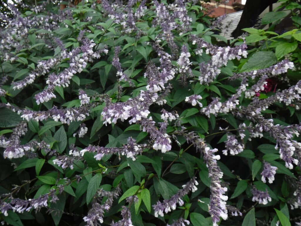 Salvia leucantha