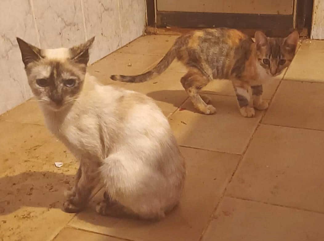 Siamese and Tricolour