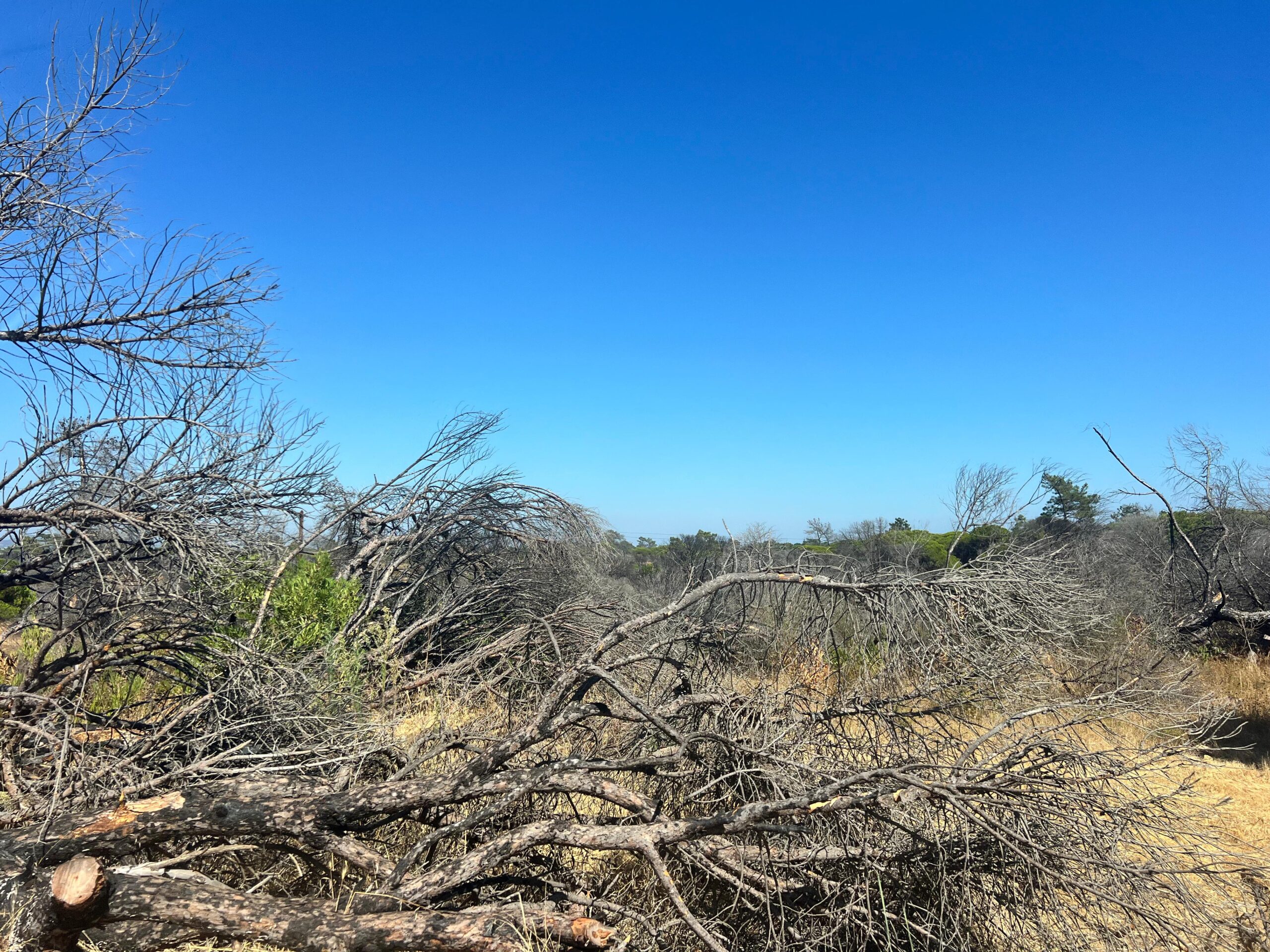 WhatsApp Image 2025-08-11 at 13.28.35_55841f67