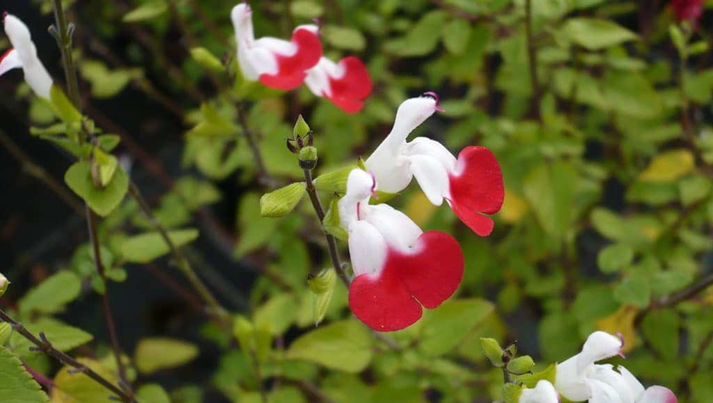 salvia greggii hot lips