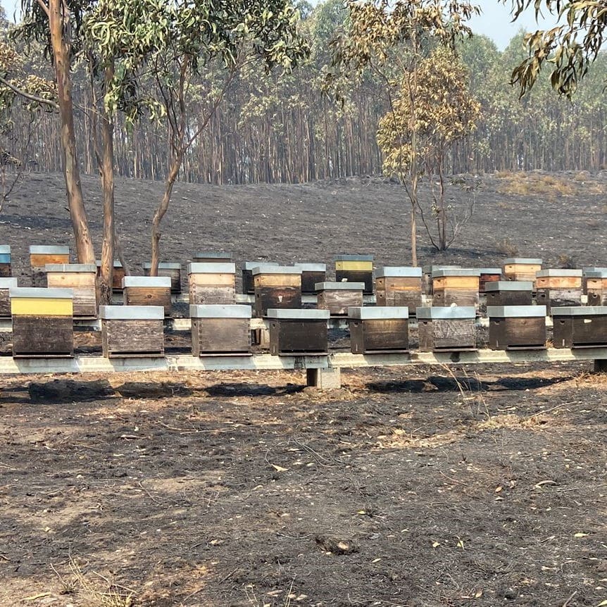 Portugal’s honey production ‘under worst threat for 15 years’