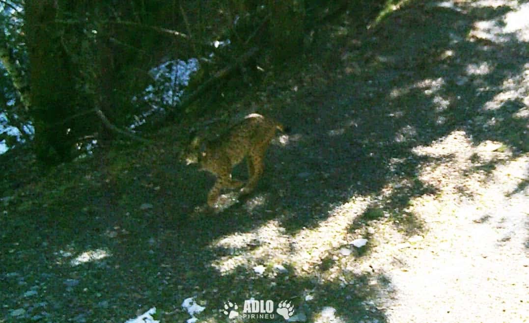 Algarve-born Iberian lynx spotted for first time in Pyrenees