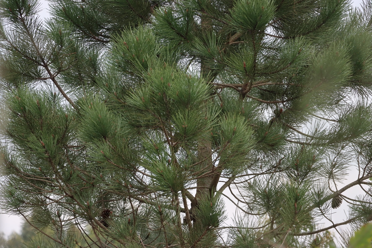 Maritime pines identified as trees that burnt most in wildfires