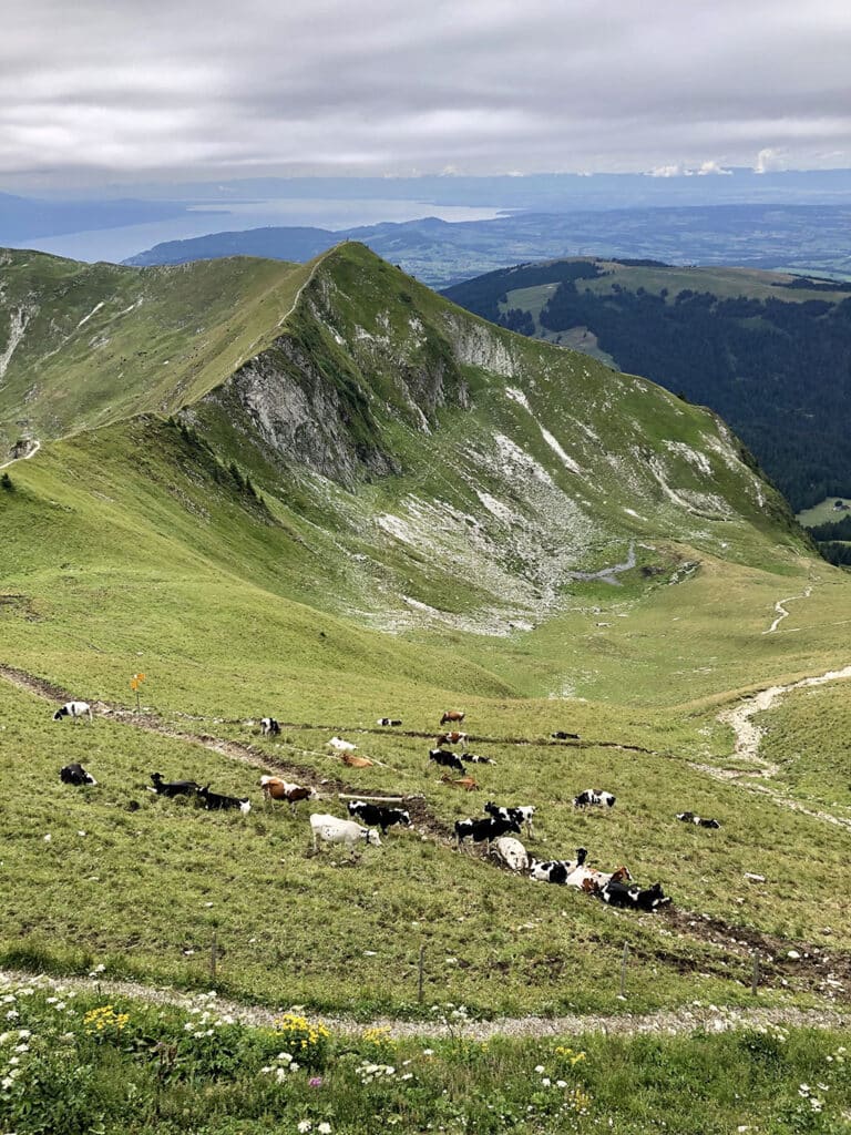 Alpine herds