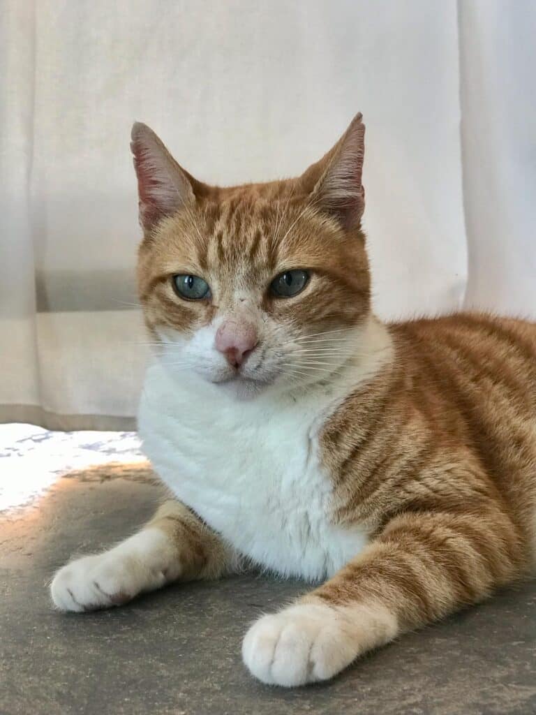 Geoff moved to the shelter after his owner passed away