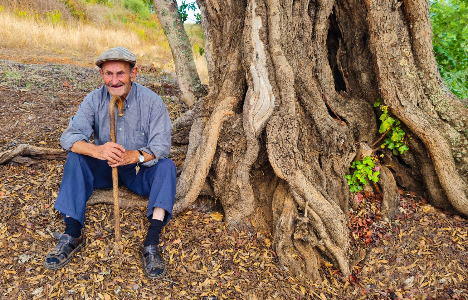 Neighbor Manuel de Simone, with his favorite carob tree