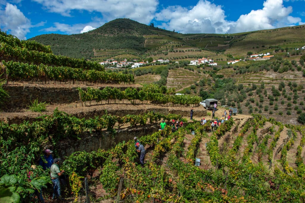 Douro vineyard - Photo courtesy of Symington Family Estates
