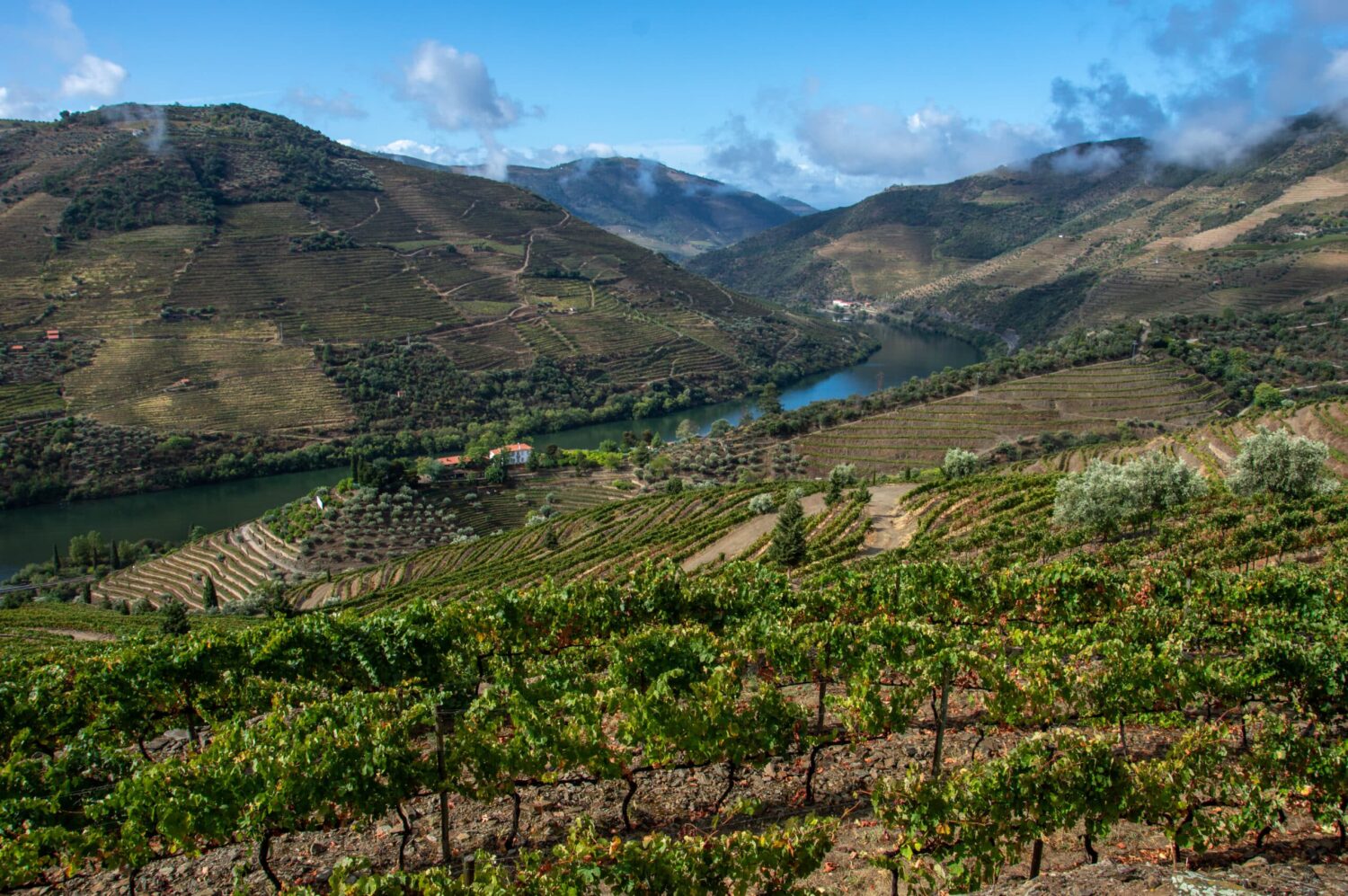 Douro vineyard - Photo courtesy of Symington Family Estates