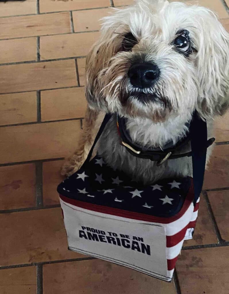 Simon the American dog: But he looks a little suspicious about the message