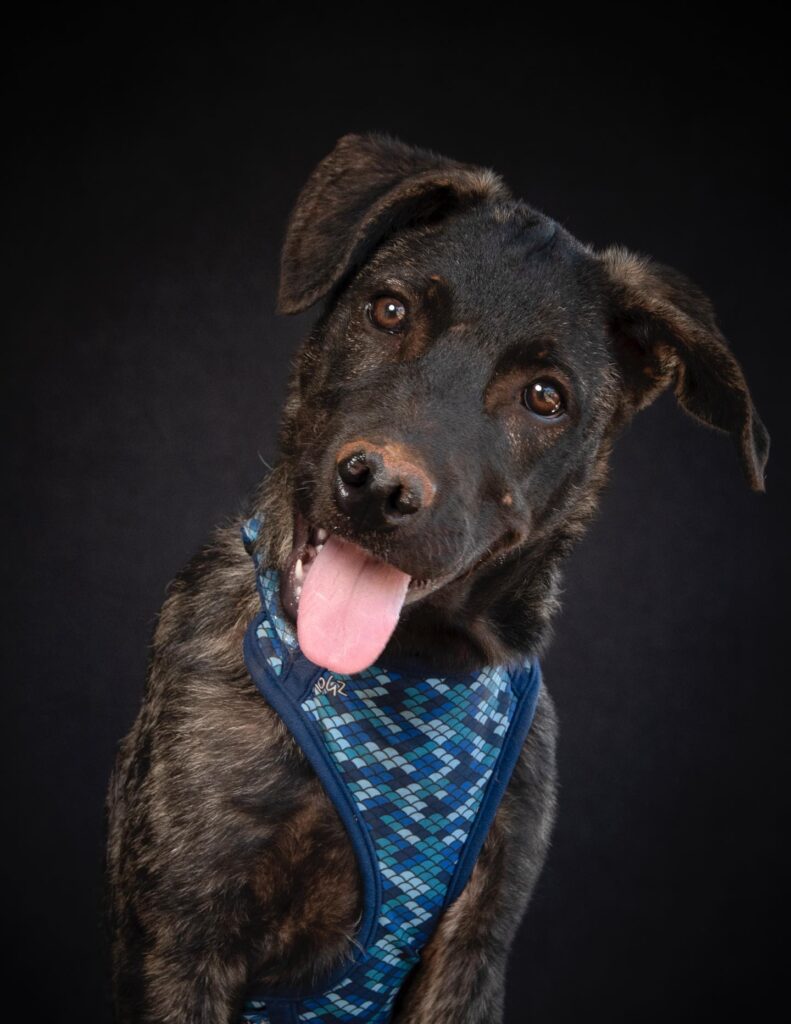 Toffee and his siblings were found abandoned in a dumpster