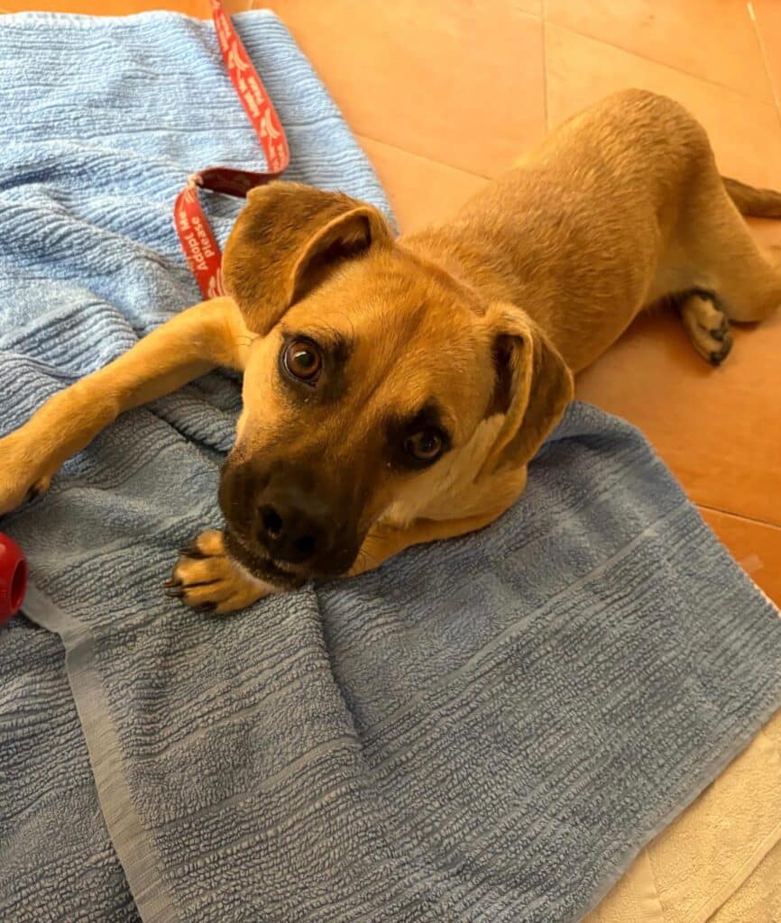 Young Baron is looking for a home!