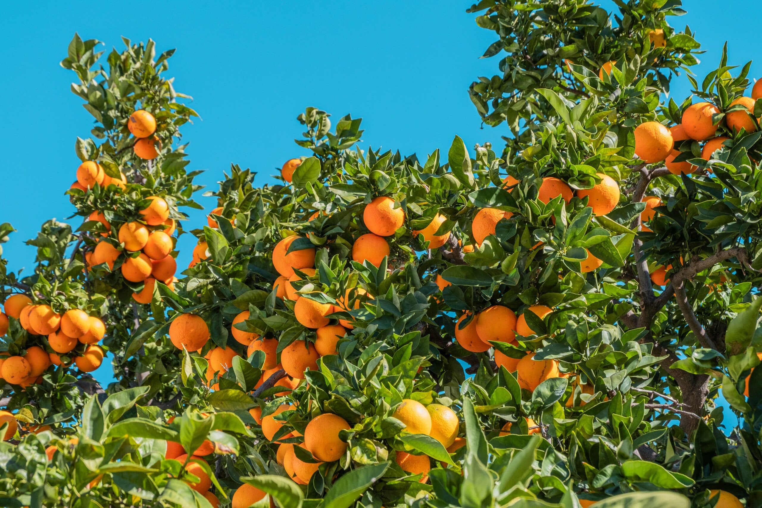 Algarve oranges set sights on international markets