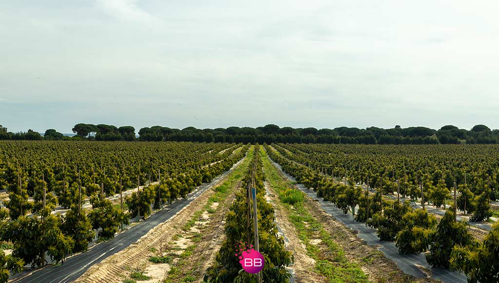 Photo of a large agricultural field in Portugal such as the ones Terra Nova invests in