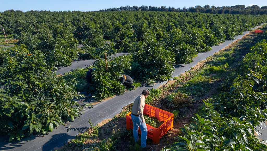 Photo of a man working in large agricultural field in Portugal such as the ones Terra Nova invests in