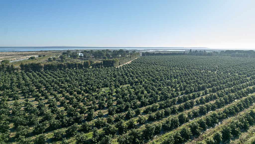 Photo of a large agricultural field in Portugal such as the ones Terra Nova invests in