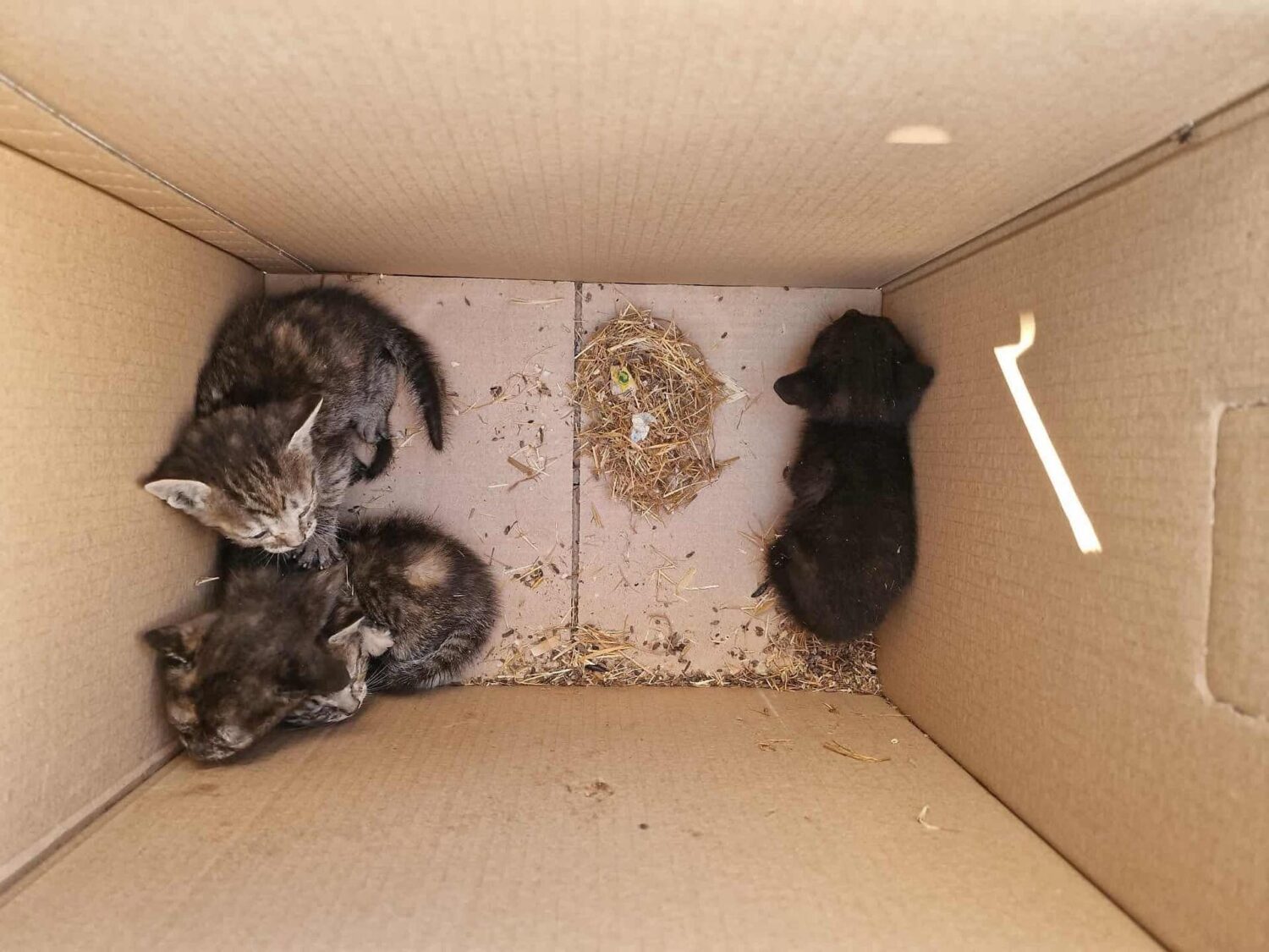 Four kittens were abandoned at the doorstep of Madrugada in Lagos