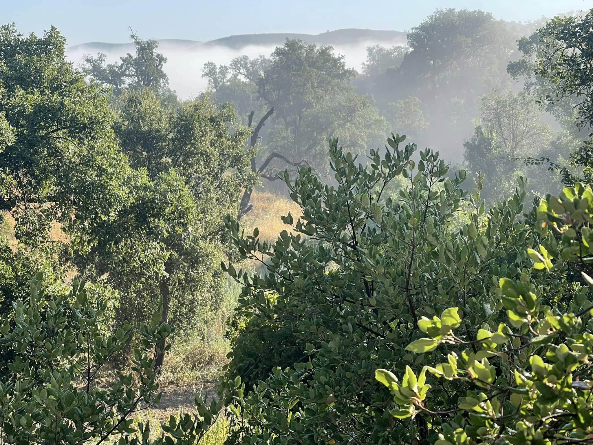 Algarve pressure group warns Portugal’s rush to decarbonise is sacrificing rural stability