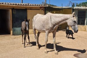 Horses stolen from Loulé animal shelter