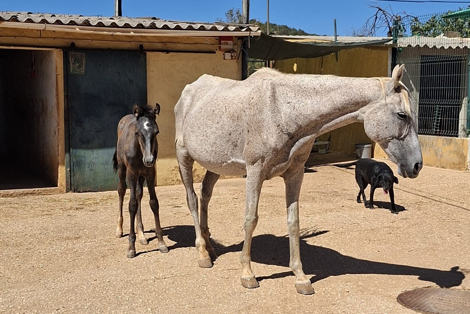 Horses stolen from Loulé animal shelter