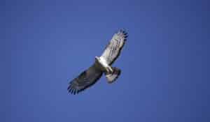 Birdwatching festival draws 1,300 nature lovers to Sagres