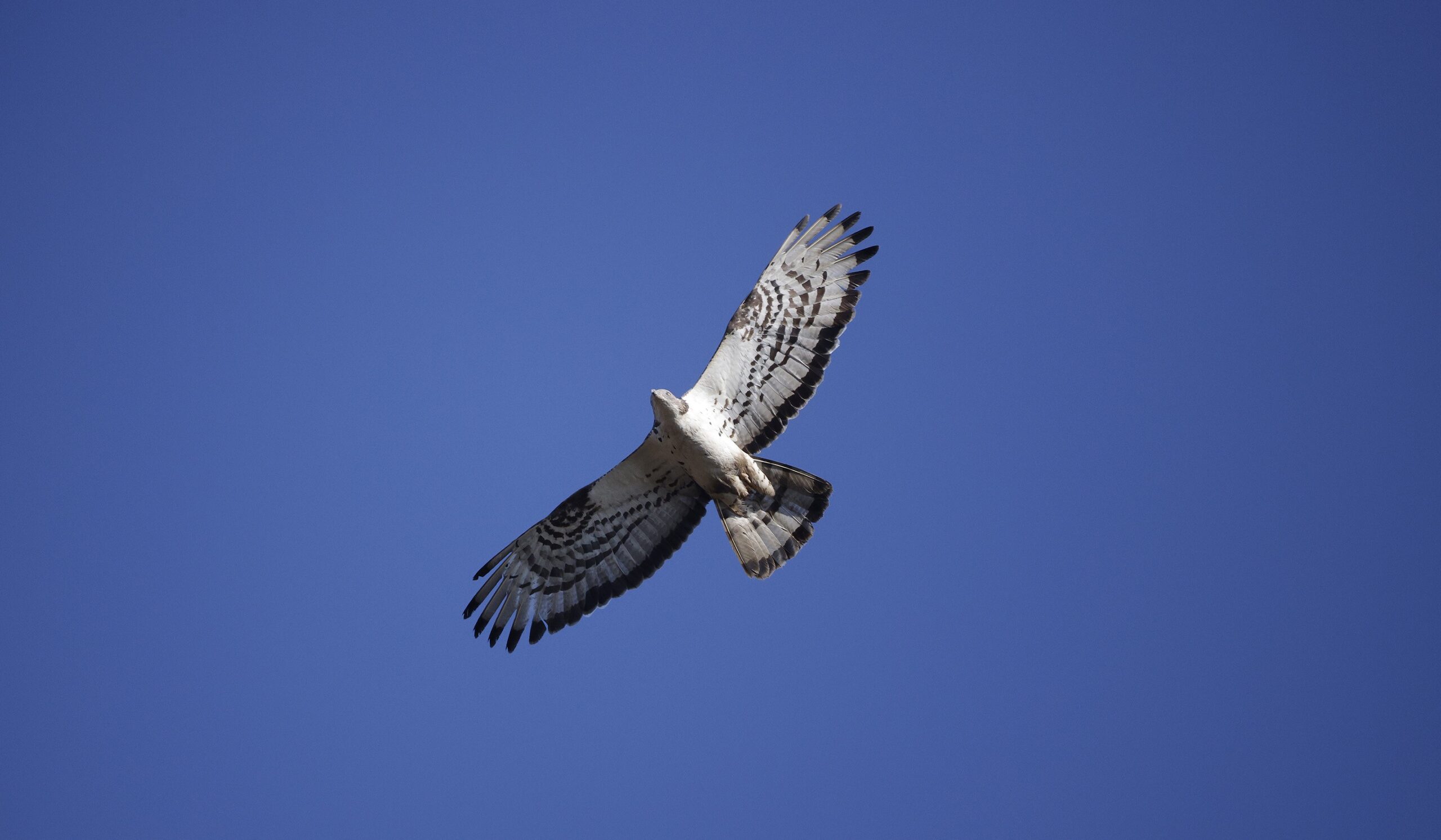 Birdwatching festival draws 1,300 nature lovers to Sagres