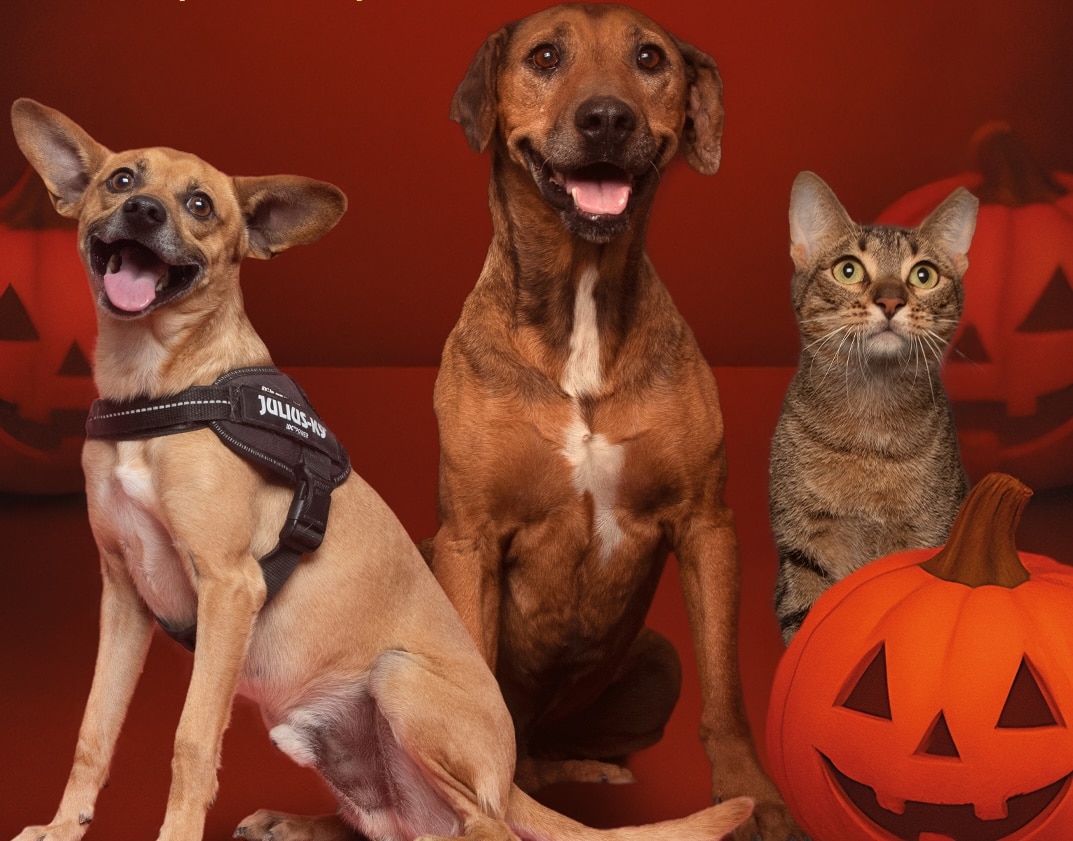 Trick or… pet? AlgarveShopping hosts pet adoption fair on Halloween
