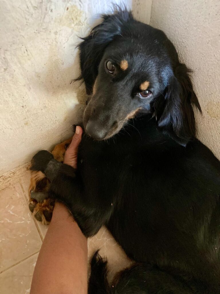 AMORA beat parvovirosis after a week and a half in a veterinary clinic