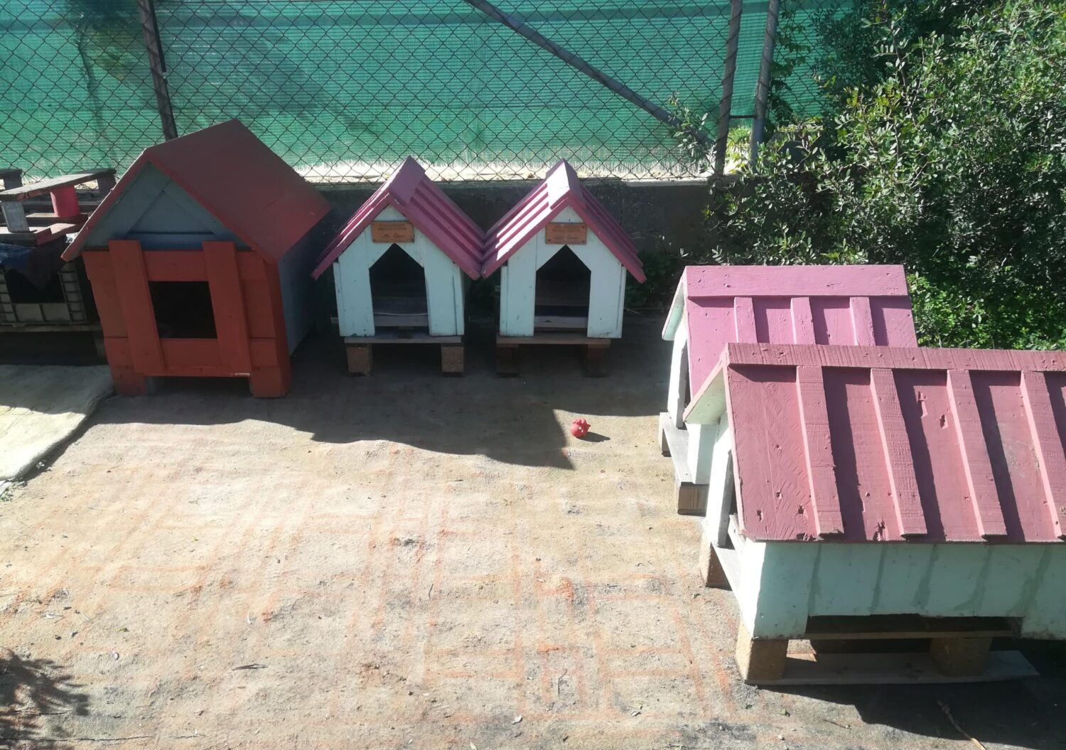 APAA cat colony