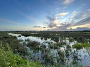 World Wetlands Day marked with guided visit to Algarve’s ‘Mini Doñana’