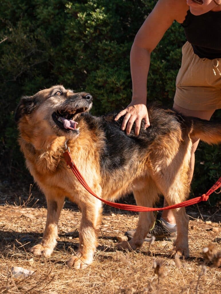 BOBI is 7 years old and was brought to the shelter by his owner’s family