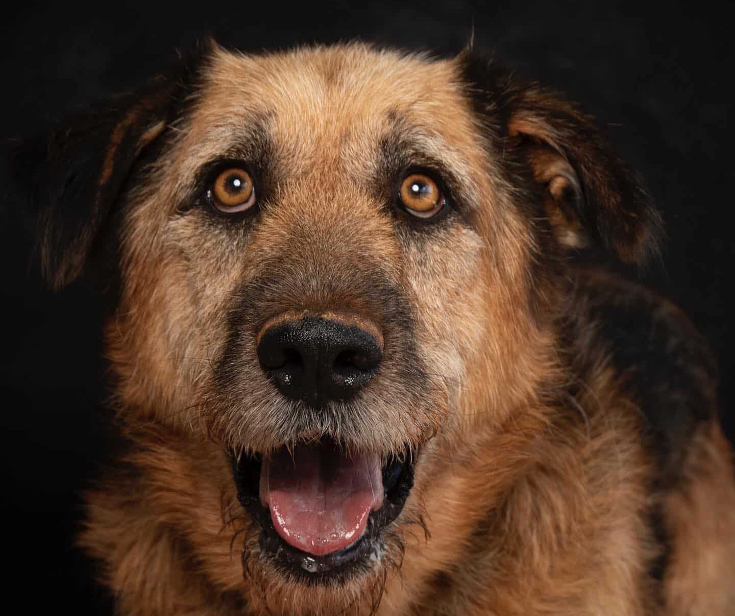 BOBI is 7 years old and was surrendered to the shelter by his owner's family