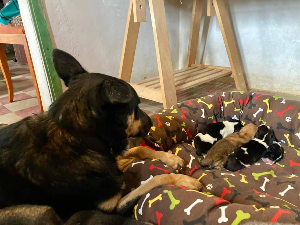 Being watched over by a foster family_