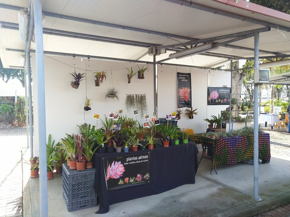 Bromeliad stand 2024