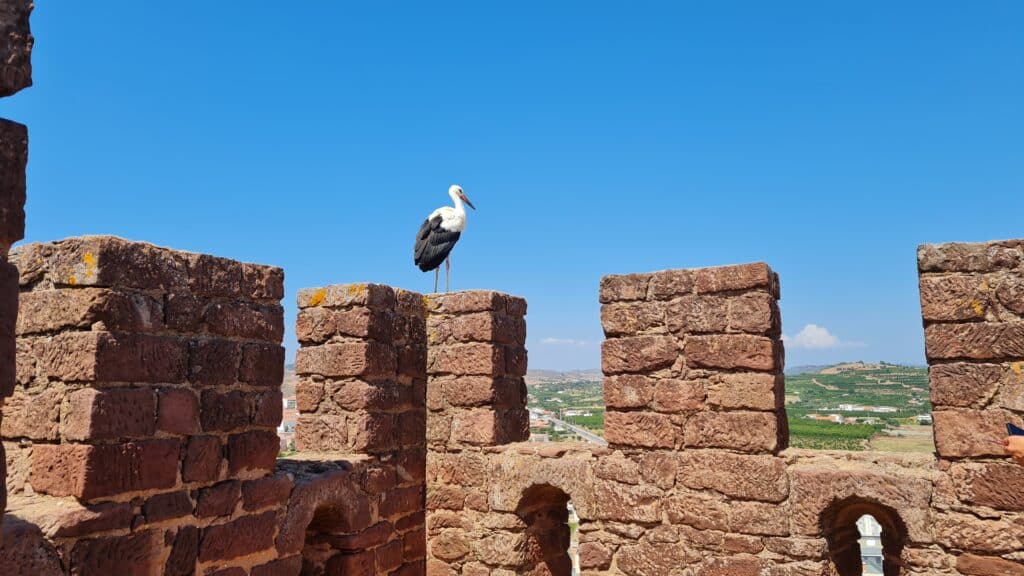 Castle stork atop the ramparts of Silves Castle