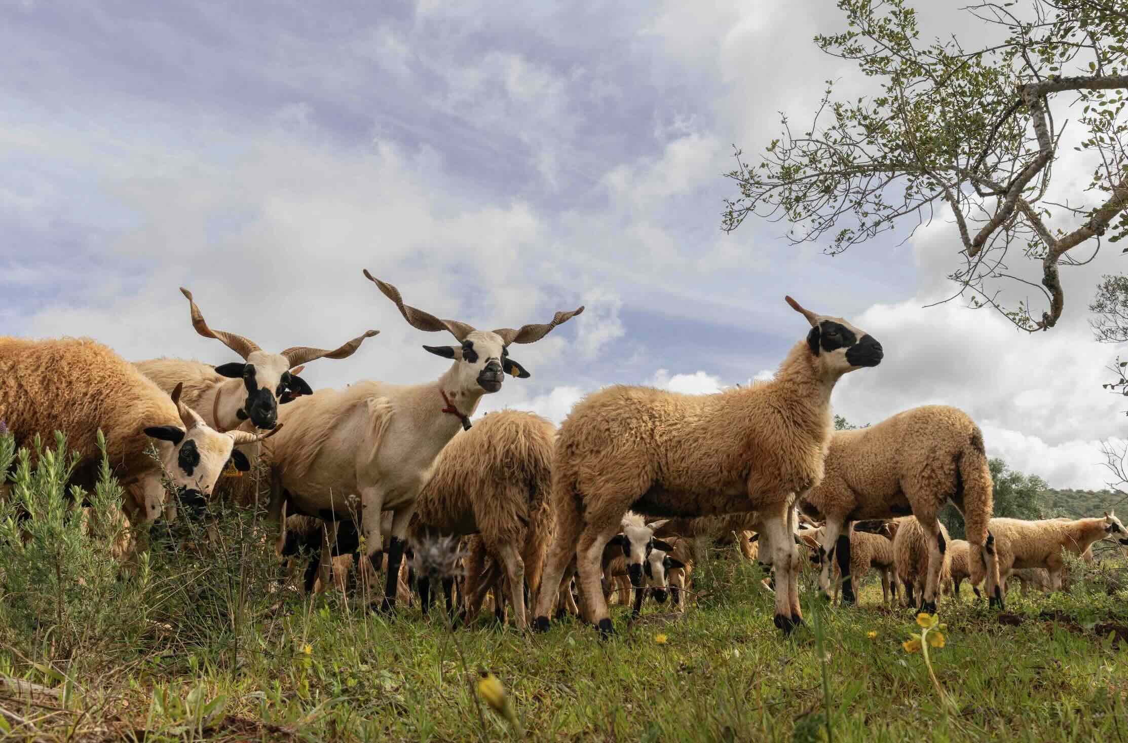 “Aligned by the Same Wool” brings together the work of seven textile artists to highlight the rare regional breed as a valuable resource.