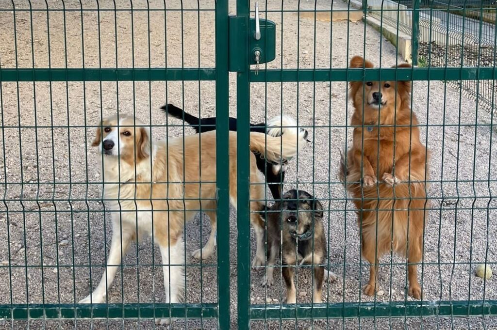 ARA Guardians at the Gate