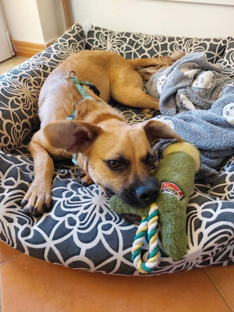 His foster family has been working patiently with him to ease his anxiety