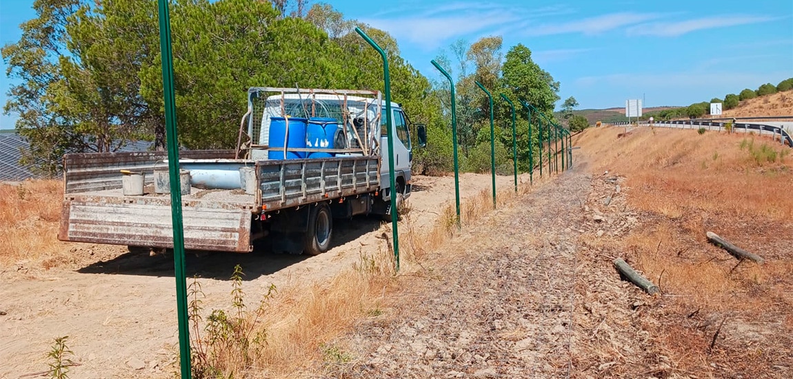 Alentejo and Algarve roads fenced to protect Iberian lynx