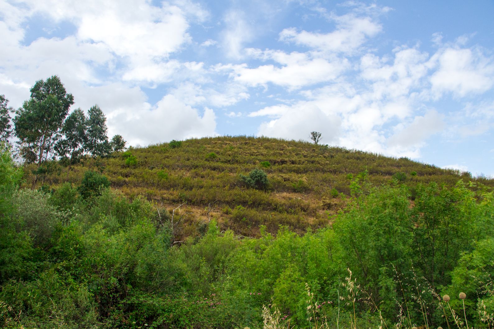 WWF Portugal launches national ecological restoration initiative