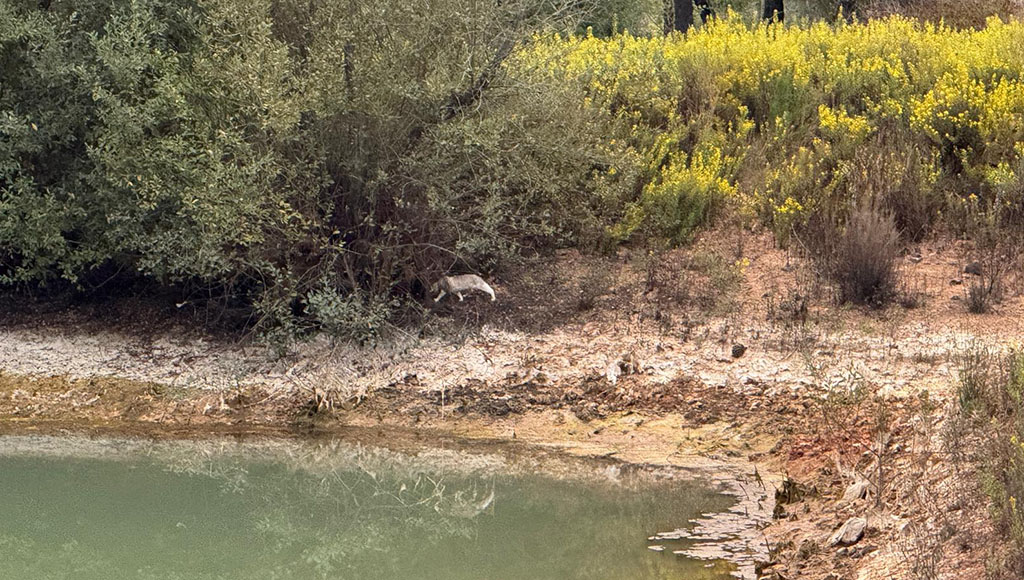 Missing lynx: or was it our cat?