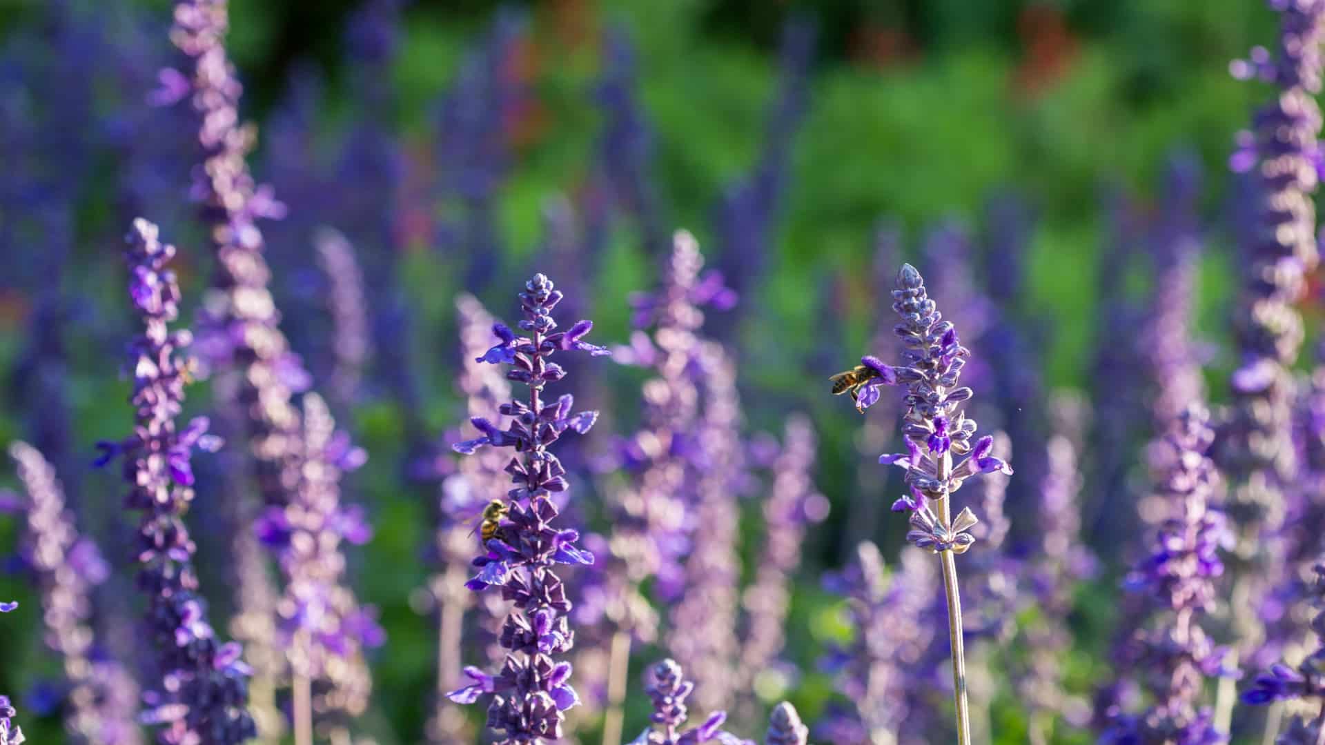 Mealycup sage - salvia farinacea flowers