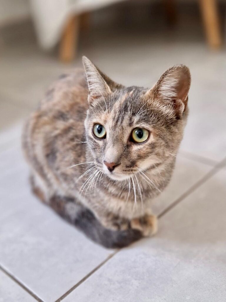 More abandoned kittens at the Ferry Cats colony in Meia Praia