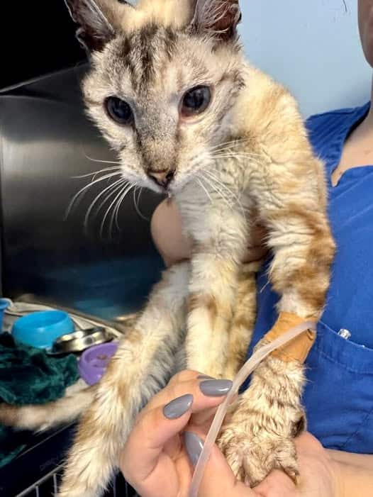 Mr. William was found about a month ago in the Marateca area