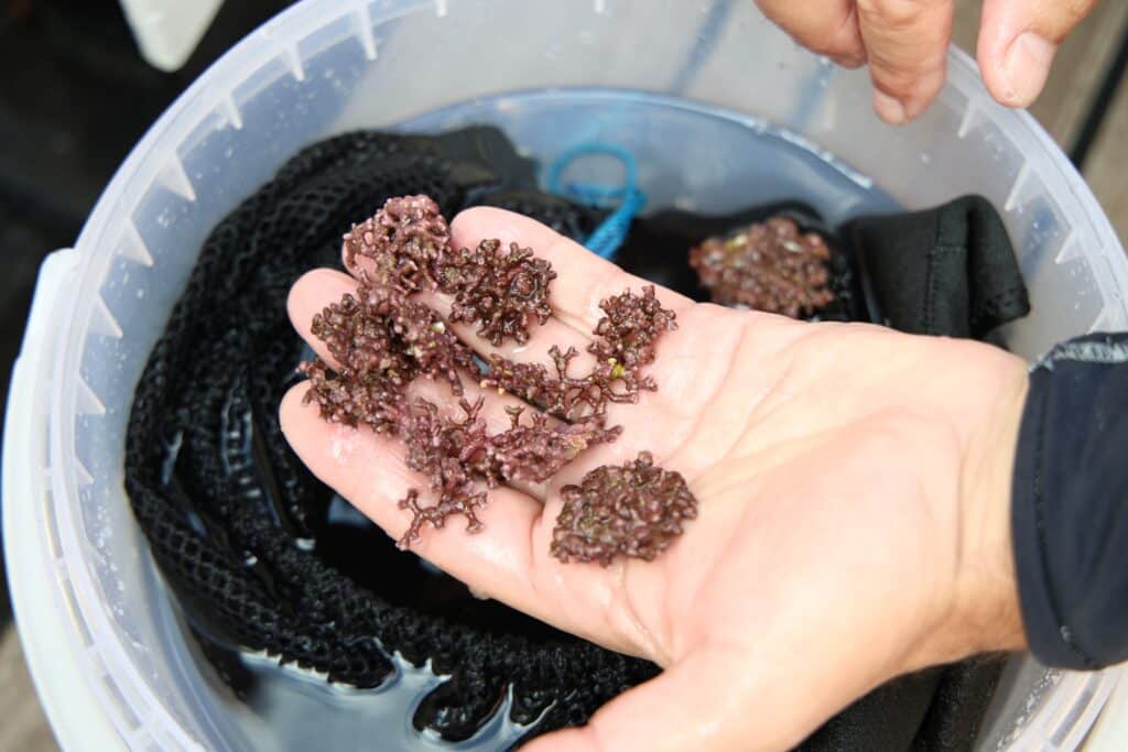 Parque Natural Marinho do Recife do Algarve – Pedra do Valado - Foto BFP (50)