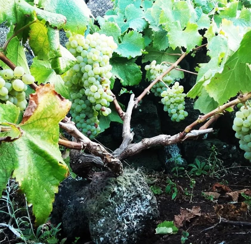 Vines in Açores