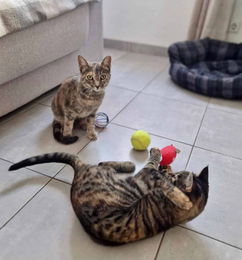 We are urgently looking for a temporary foster home for these two girls